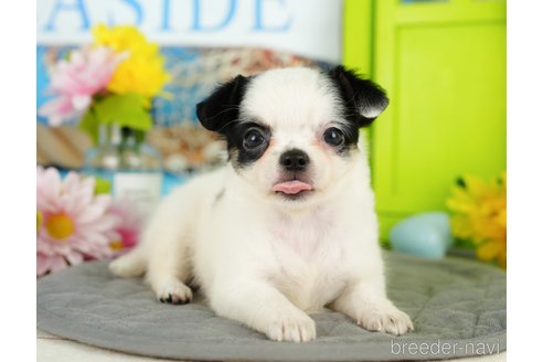 成約済の千葉県のチワワ(ロングコート)-357530の5枚目