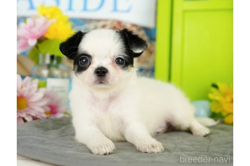 成約済の千葉県のチワワ(ロングコート)-357530の6枚目