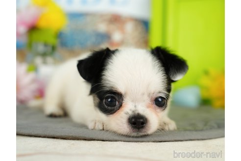 成約済の千葉県のチワワ(ロングコート)-357530の3枚目