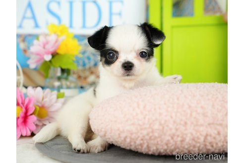 成約済の千葉県のチワワ(ロングコート)-357530の1枚目