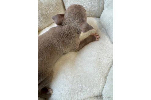 商談中の佐賀県のアメリカンピットブルテリア-357547の15枚目