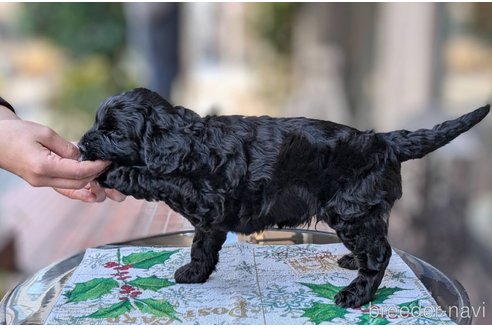 成約済の東京都のその他の犬種-357562の35枚目
