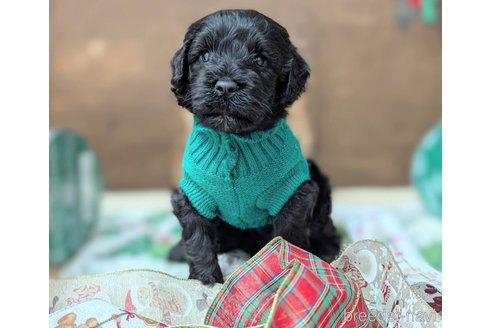成約済の東京都のその他の犬種-357562の38枚目