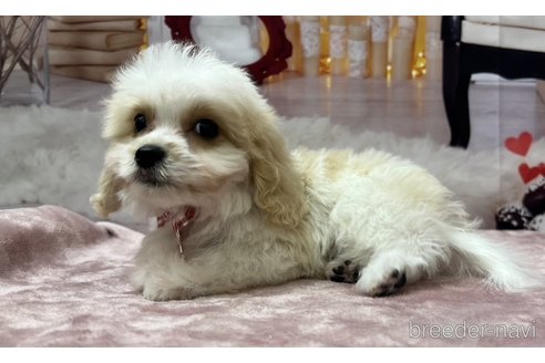 成約済の北海道のミックス犬-350218の8枚目