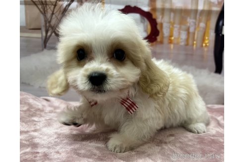 成約済の北海道のミックス犬-350218の6枚目