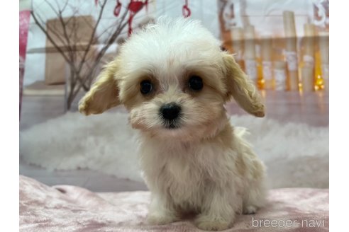 成約済の北海道のミックス犬-350219の3枚目