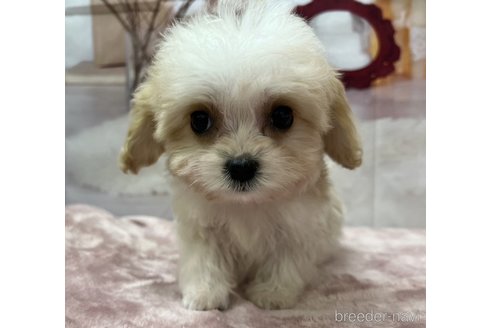 成約済の北海道のミックス犬-350219の4枚目