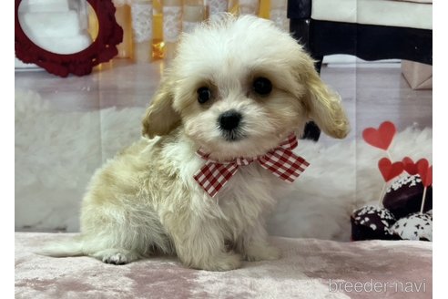 成約済の北海道のミックス犬-350219の6枚目