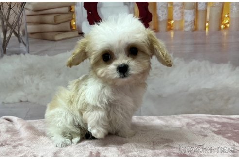 成約済の北海道のミックス犬-350219の5枚目