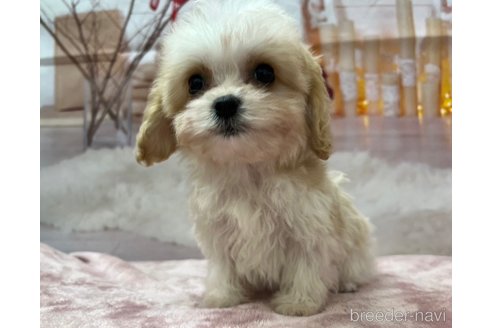 成約済の北海道のミックス犬-350219の7枚目