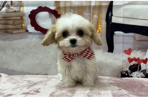 成約済の北海道のミックス犬-350219の8枚目