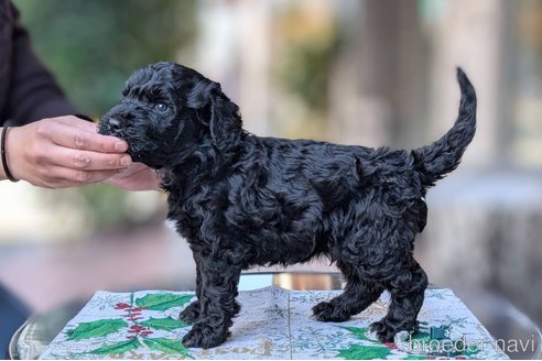 成約済の東京都のその他の犬種-357564の22枚目
