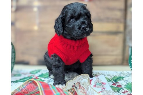 成約済の東京都のその他の犬種-357564の25枚目