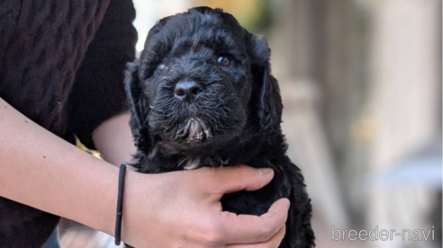 成約済の東京都のその他の犬種-357564の21枚目