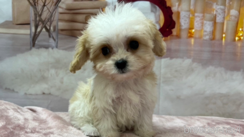成約済の北海道のミックス犬-350219の1枚目