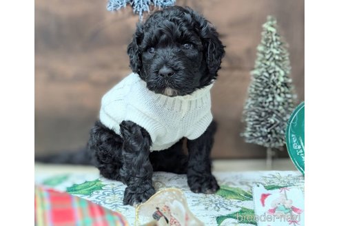 成約済の東京都のその他の犬種-357566の7枚目