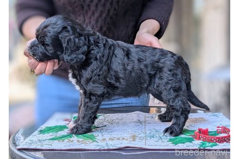 成約済の東京都のその他の犬種-357566の8枚目