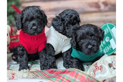 成約済の東京都のその他の犬種-357566の10枚目