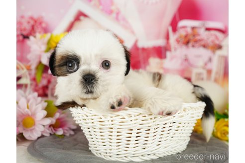 成約済の千葉県のシーズー-357586の5枚目