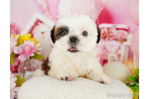 成約済の千葉県のシーズー-357586の6枚目