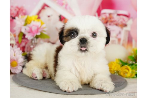 成約済の千葉県のシーズー-357586の1枚目