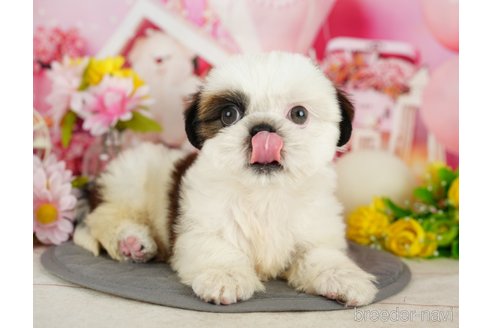 成約済の千葉県のシーズー-357586の2枚目