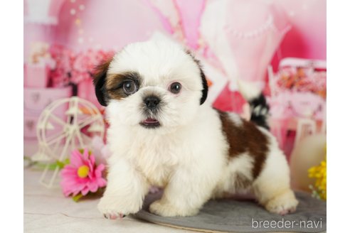 成約済の千葉県のシーズー-357586の3枚目