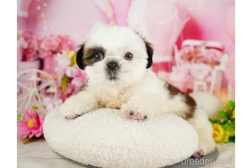 成約済の千葉県のシーズー-357586の4枚目