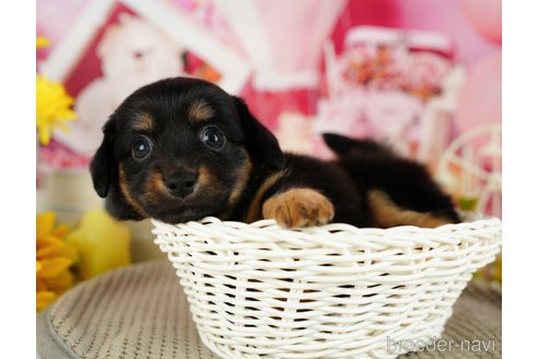 成約済の千葉県のチワックス:チワワ×ミニチュアダックスフンド-357588の5枚目