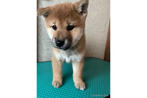 成約済の茨城県の柴犬-357615の6枚目