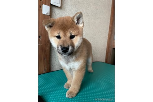 成約済の茨城県の柴犬-357615の7枚目