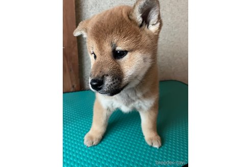 成約済の茨城県の柴犬-357615の5枚目