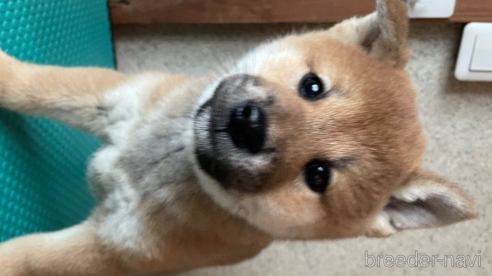 成約済の茨城県の柴犬-357615の3枚目