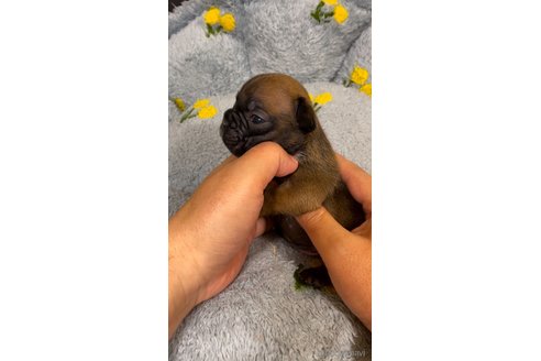 成約済の青森県のフレンチブルドッグ-357595の3枚目