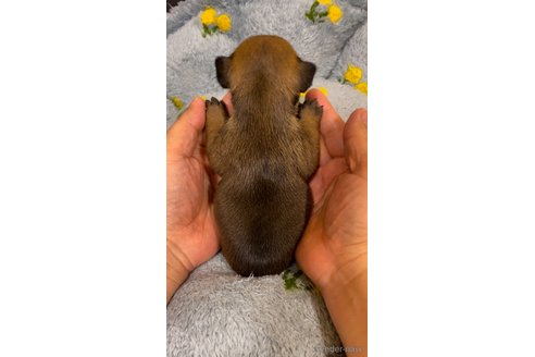 成約済の青森県のフレンチブルドッグ-357595の4枚目
