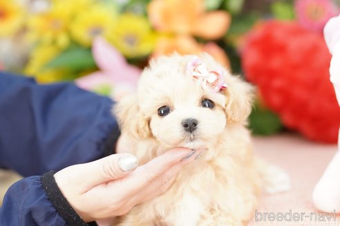 子犬