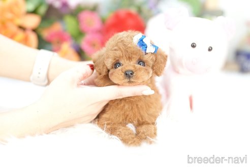 成約済の埼玉県のトイプードル-357611の3枚目