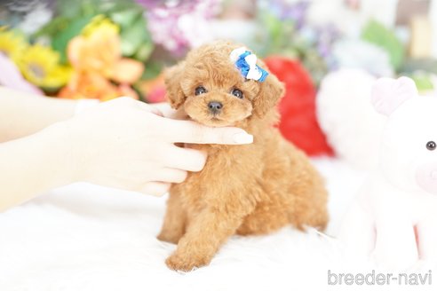 成約済の埼玉県のトイプードル-357611の2枚目