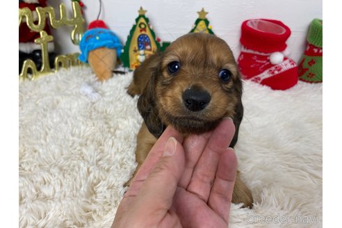 成約済の岐阜県のミニチュアダックスフンド(ロングヘアード)-354062の4枚目