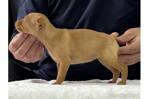成約済の東京都のミニチュアピンシャー(ミニピン)-356796の3枚目