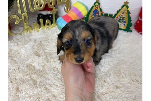 成約済の岐阜県のミニチュアダックスフンド(ロングヘアード)-355004の10枚目