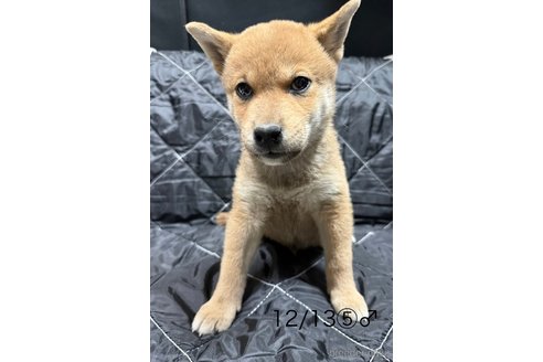 成約済の愛知県の柴犬-348629の5枚目