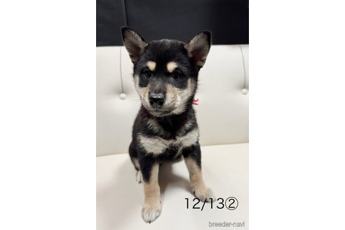 成約済の愛知県の柴犬-345641の5枚目