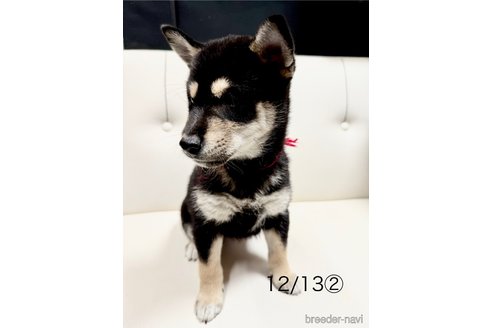 成約済の愛知県の柴犬-345641の4枚目