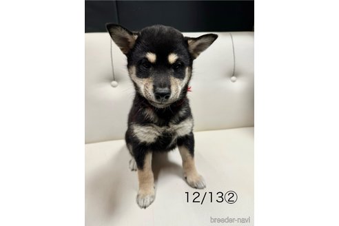 成約済の愛知県の柴犬-345641の3枚目