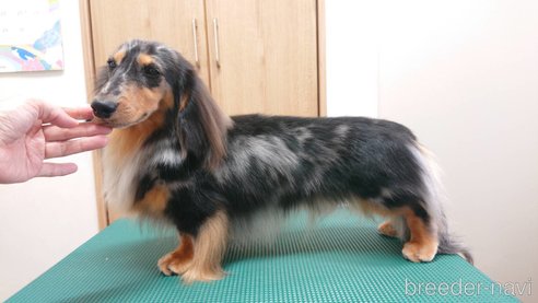 成約済の愛知県のミニチュアダックスフンド(ロングヘアード)-357662の2枚目