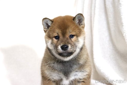 成約済の滋賀県の柴犬-356872