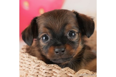 成約済の埼玉県のミックス犬-357814の1枚目