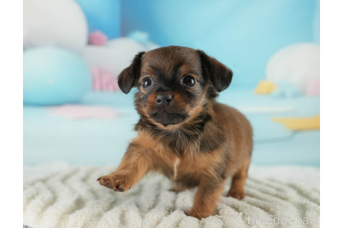 成約済の埼玉県のミックス犬-357814の10枚目