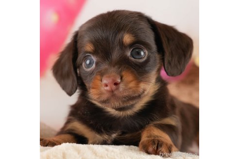 成約済の埼玉県のミックス犬-357811の1枚目